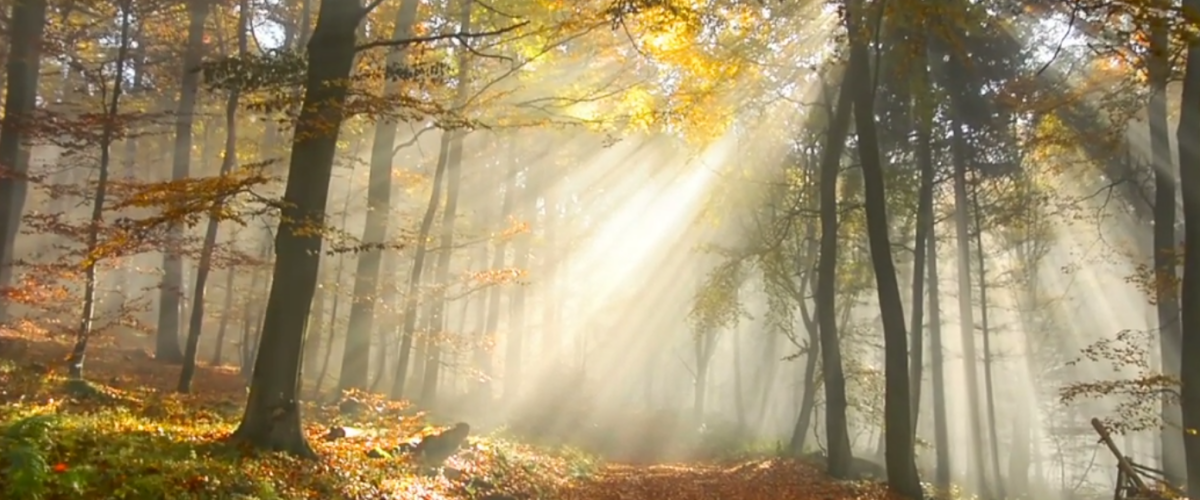 Sonnenstrahl im Herbstwald